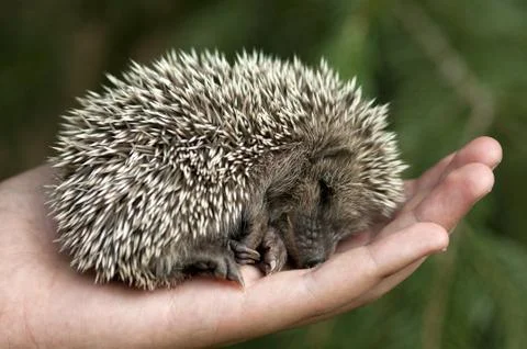 Hedgehog 스톡 사진