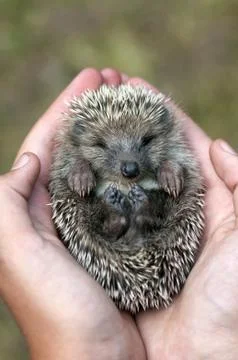 Hedgehog 스톡 사진