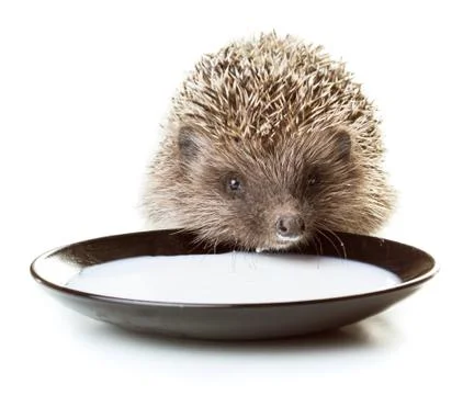 Hedgehog Stock Photos
