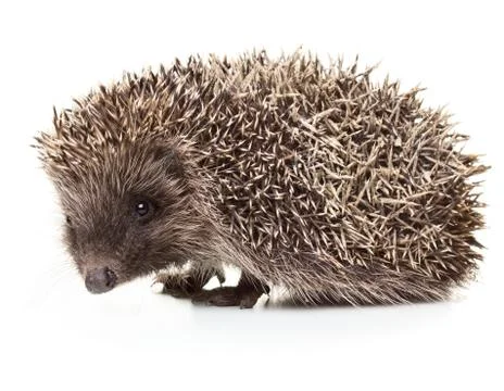 Hedgehog Stock Photos