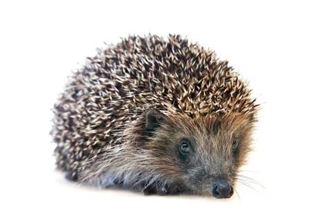 Hedgehog Stock Photos
