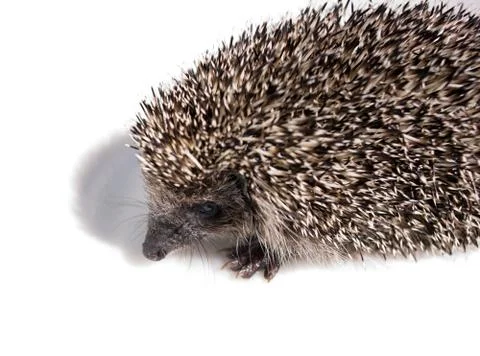 Hedgehog Stock Photos