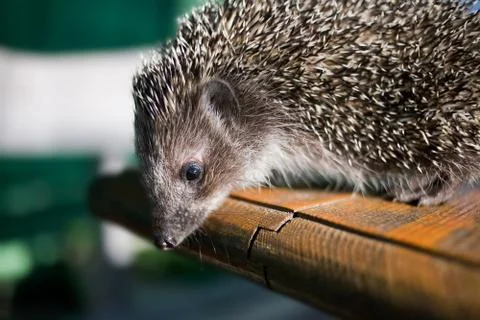 Hedgehog Stock Photos