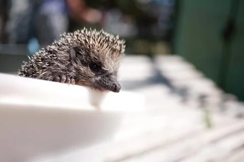 Hedgehog Stock Photos