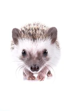 Hedgehog Foto stock