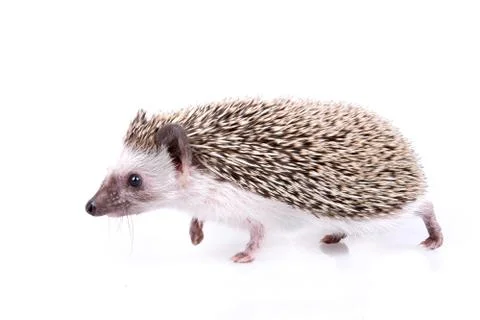 Hedgehog Foto stock