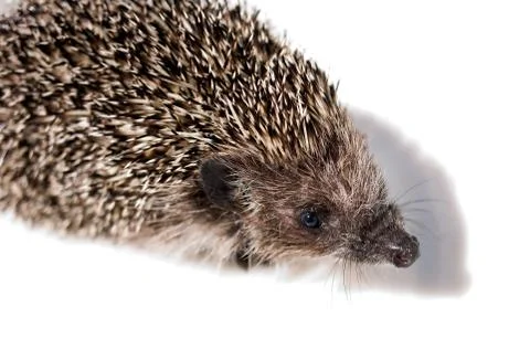 Hedgehog Stock Photos