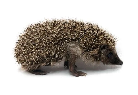 Hedgehog Stock Photos
