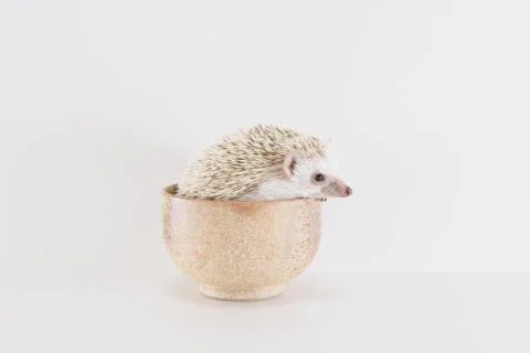 Hedgehog Stock Photos