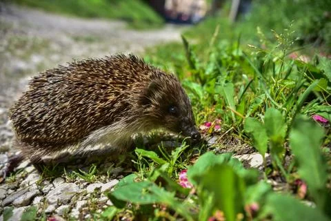 Hedgehog Stock Photos