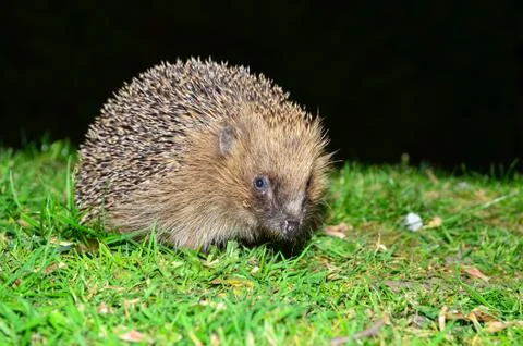 Hedgehog Stock Photos