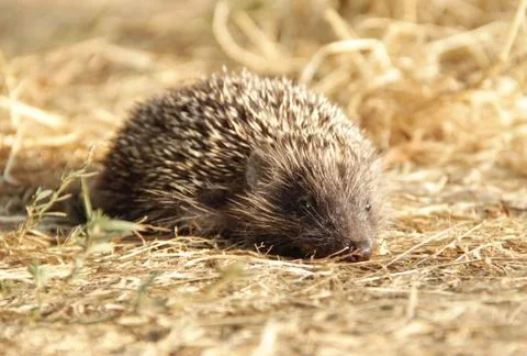 Hedgehog Stock Photos