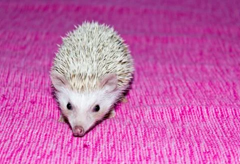 Hedgehog Stock Photos