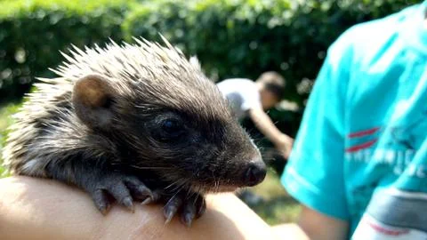 Hedgehog Stock Photos