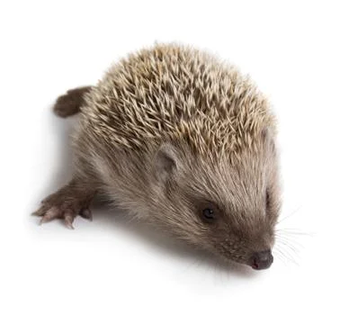Hedgehog Stock Photos