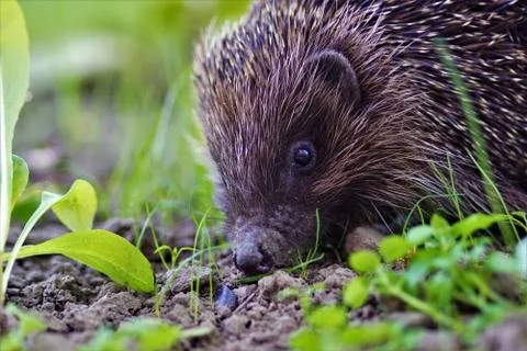 Hedgehog. Stock Photos