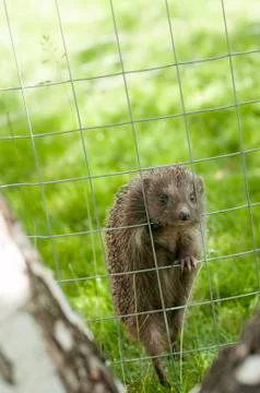 Hedgehog Stock Photos