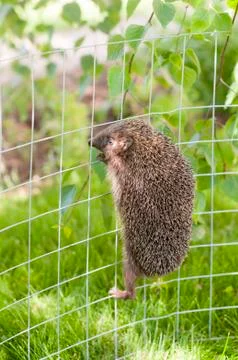 Hedgehog Stock Photos