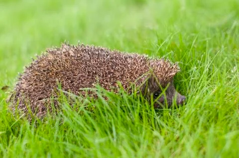 Hedgehog Stock-Fotos