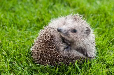 Hedgehog Stock Photos