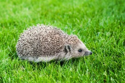 Hedgehog Stock Photos