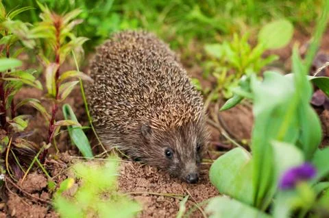 Hedgehog Stock Photos