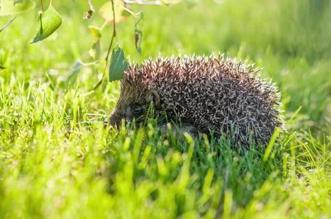 Hedgehog Foto stock