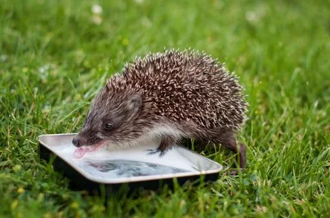 Hedgehog Stock Photos