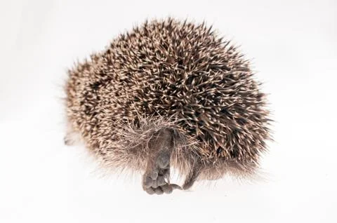 Hedgehog Stock Photos