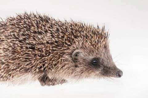 Hedgehog Stock-Fotos