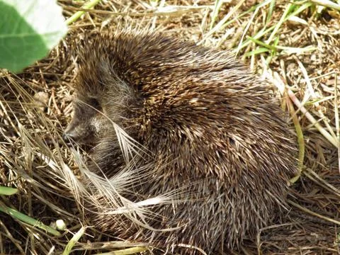 Hedgehog Stock-Fotos