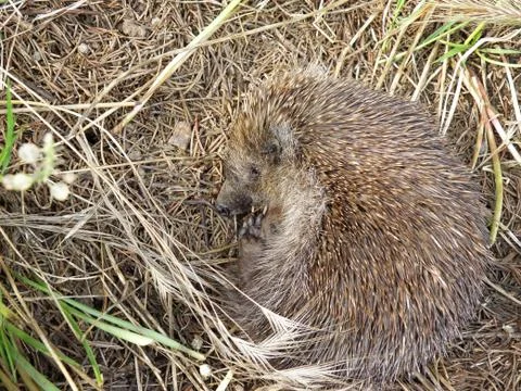 Hedgehog Stock-Fotos