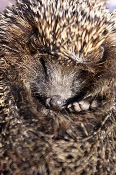 Hedgehog Stock Photos