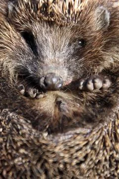 Hedgehog Stock Photos