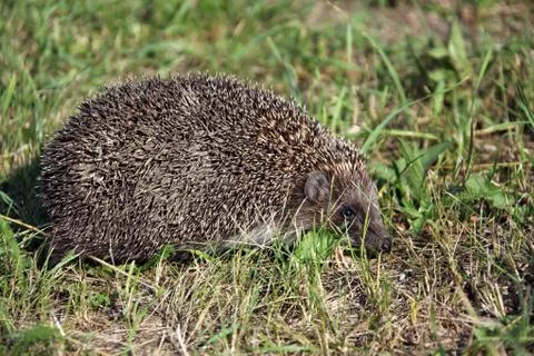 Hedgehog Stock Photos