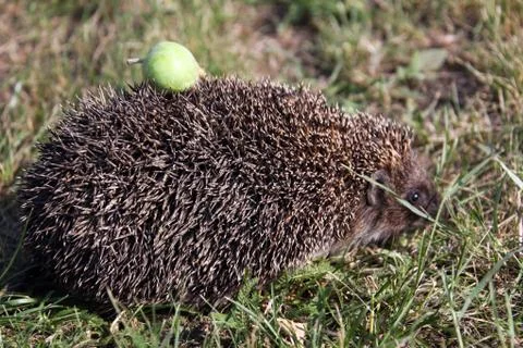 Hedgehog Stock Photos