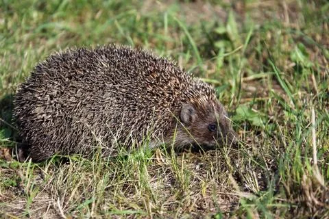 Hedgehog Stock Photos