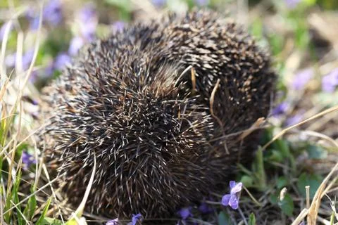 Hedgehog Stock Photos