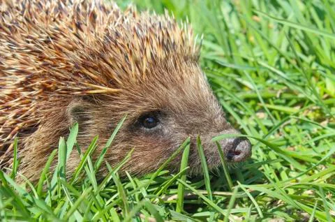 Hedgehog Stock Photos
