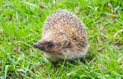 Hedgehog Stock Photos