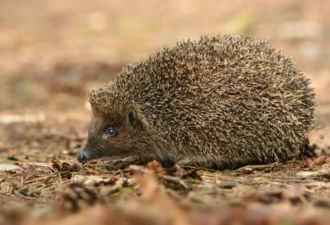 Hedgehog Stock Photos