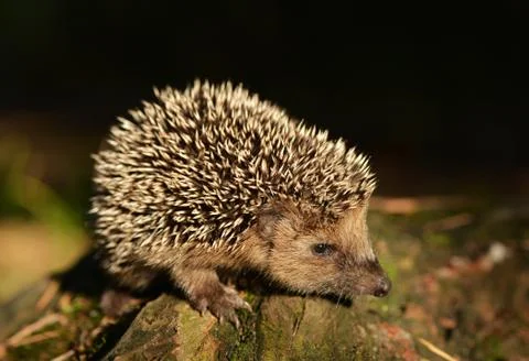 Hedgehog Foto stock
