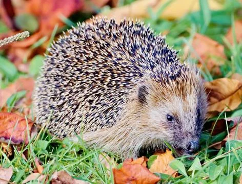 Hedgehog Stock Photos