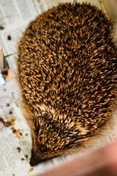 Hedgehog Stock Photos
