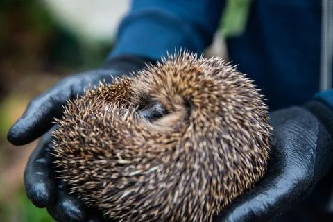 Hedgehog Stock Photos