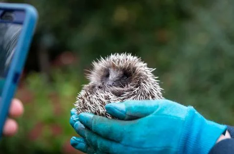 Hedgehog Stock Photos