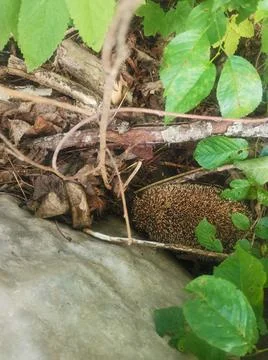 Hedgehog Stock Photos