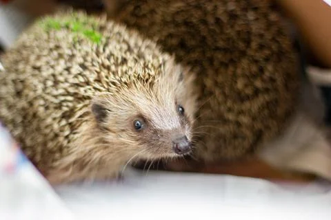 Hedgehog Stock Photos