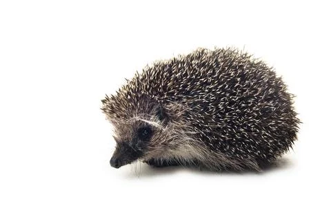 Hedgehog Stock Photos