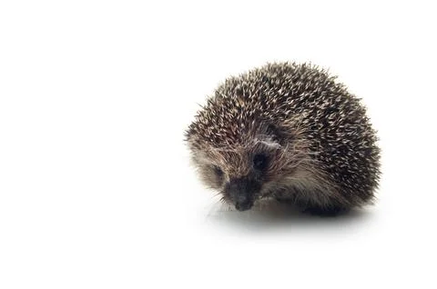 Hedgehog Stock Photos